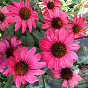 Echinacea Dream™ 'Glowing Dream'