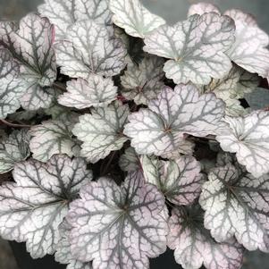 Heuchera 'Glitter'