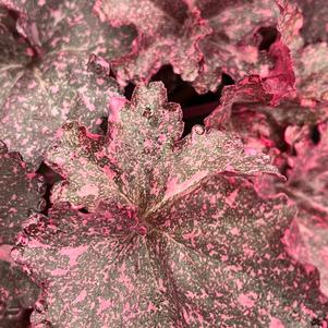 Heuchera 'Midnight Rose'