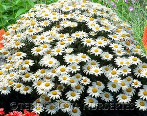 Leucanthemum x superbum 'Snowbound'