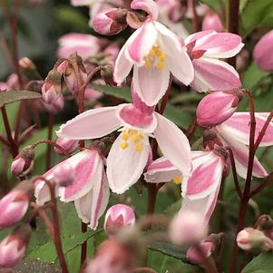 Deutzia Yuki Cherry Blossom®