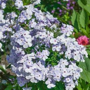 Phlox paniculata Flame&reg; Blue