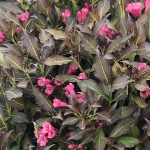 Weigela florida Spilled Wine® (Weigela)