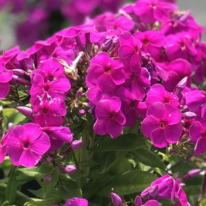 Phlox paniculata Flame® Purple