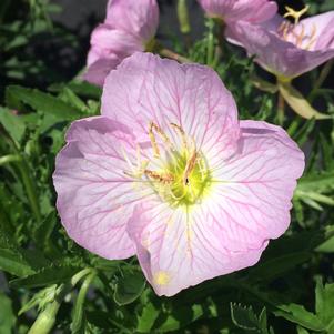 Oenothera berlandieri 'Siskiyou'