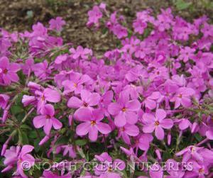 Phlox stolonifera 'Home Fires'