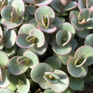 Sedum SunSparkler® 'Lime Zinger'