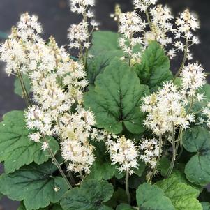 Tiarella cordifolia 'Brandywine'