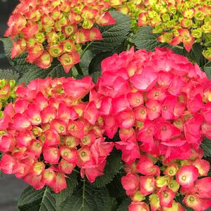 Hydrangea macrophylla Cityline® Paris