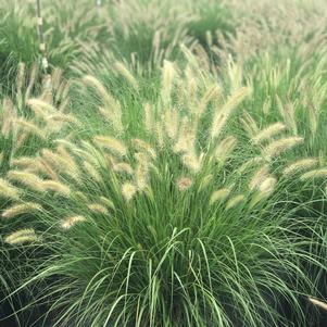 Pennisetum alopecuroides 