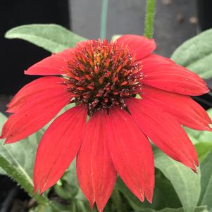 Echinacea Sombrero® Salsa Red