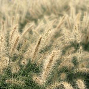 Pennisetum alopecuroides 'Cassian'