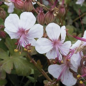 Geranium x cantabrigiense 'Biokovo'