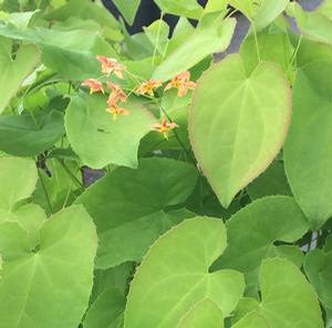 Epimedium x warleyense 'Orange Queen'