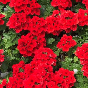 Verbena Empress&trade; Flair Red