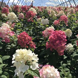Hydrangea paniculata Fire Light®