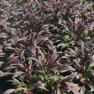 Penstemon 'Dark Towers'