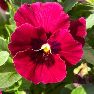 Viola Penny™ Red with Blotch