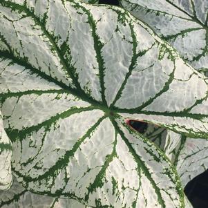 Caladium 'White Christmas'