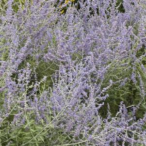 Perovskia atriplicifolia 