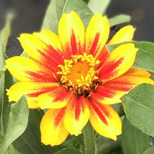 Zinnia marylandica Zahara™ Sunburst