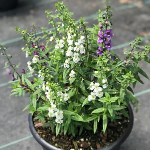 Angelonia Serena™ Waterfall Mix