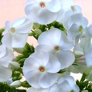 Phlox paniculata 'David'