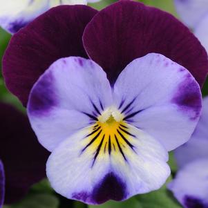 Viola Sorbet™ Denim Jump Up XP