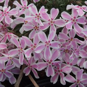 Phlox subulata 'Candy Stripe'