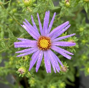 Aster oblongifolius 'Raydon's Favorite'