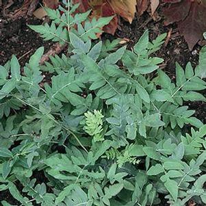 Osmunda regalis var. spectabilis 