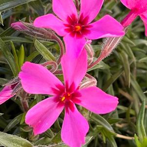 Phlox subulata 'Scarlet Flame'