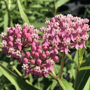 Asclepias incarnata 