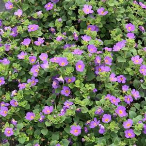 Bacopa Scopia™Gulliver Blue