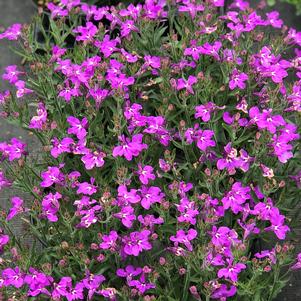 Lobelia Techno® Heat Upright Purple