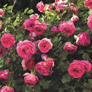 Rose Climber Pretty In Pink Eden Climber®