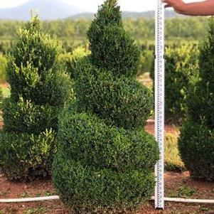 Boxwood Topiary Spiral #4 'John Baldwin' 42-48