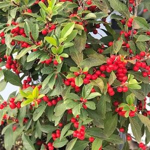 Ilex verticillata Berry Poppins®