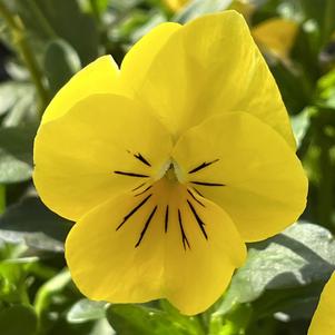 Viola Penny™ Yellow