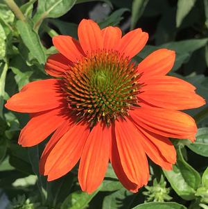 Echinacea Sombrero® Adobe Orange