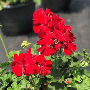 Geranium Boldly™ Dark Red