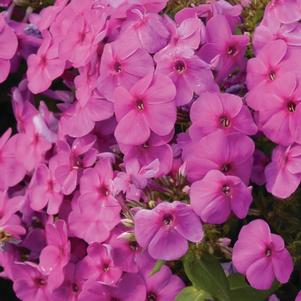 Phlox paniculata Flame® Pink