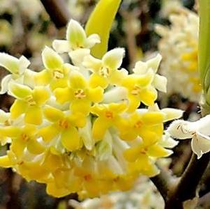 Edgeworthia chrysantha 'Nanjing Gold'
