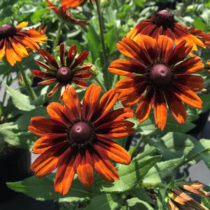 Rudbeckia hirta 'Autumn Colors'