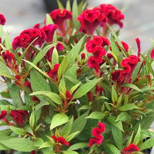 Celosia cristata Twisted