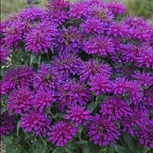 Monarda Sugar Buzz® Grape Gumball