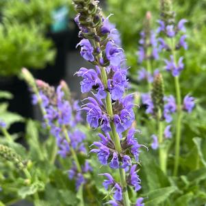 Salvia nemerosa 'Blue Hill'