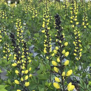 Baptisia Decadence® 'Lemon Meringue'