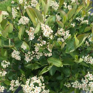 Aronia melanocarpa Low Scape Hedger®