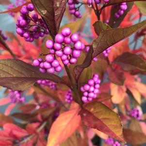 Callicarpa x Pearl Glam®